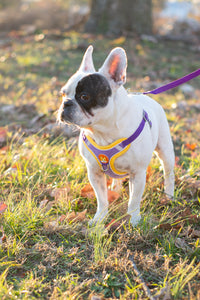 Suede Harness and Leash Set (Teal & Purple)