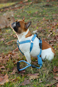 Step in Rope Harness Set (Pink & Blue)